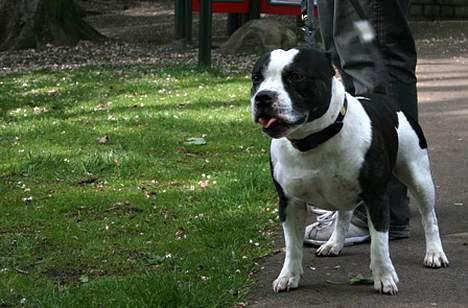 Staffordshire bull terrier Buster - Hej Far  billede 5