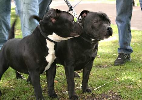 Staffordshire bull terrier Buster - Er vi ikke bare søde os to var bror mand .... billede 6