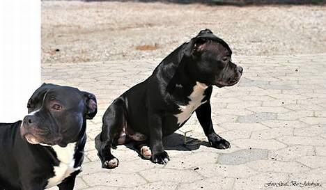 Staffordshire bull terrier Buster billede 7