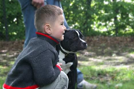 Staffordshire bull terrier Buster billede 8