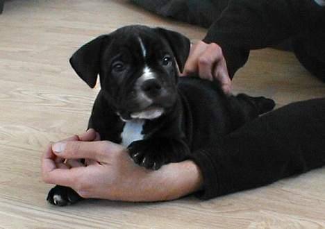 Staffordshire bull terrier Buster - Den gang jeg var lille.. Er jeg ikke bare sød billede 9