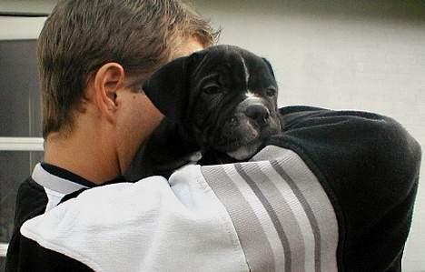 Staffordshire bull terrier Buster - Den gang jeg var lille.. Hvor er det dejligt far ole er kommet på besøg  billede 10