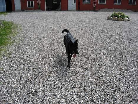 Schæferhund Tessi *død* - Her er hunden, som var dømt til døden, men lever i bedste velgående! billede 1