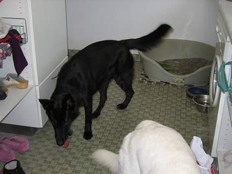 Schæferhund Tessi *død* - Nå, nu er ham der Fonzi på vej ud, så må jeg vel hellere følge efter.. billede 2