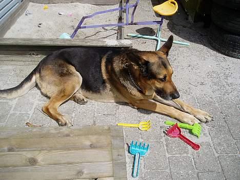 Blanding af racer Cody *DØD* - Dejlig at ligge her i solen billede 17