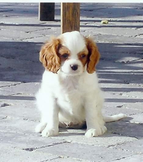 Cavalier king charles spaniel Birkedal´s TRILLE - Hej jeg hedder Trille billede 1