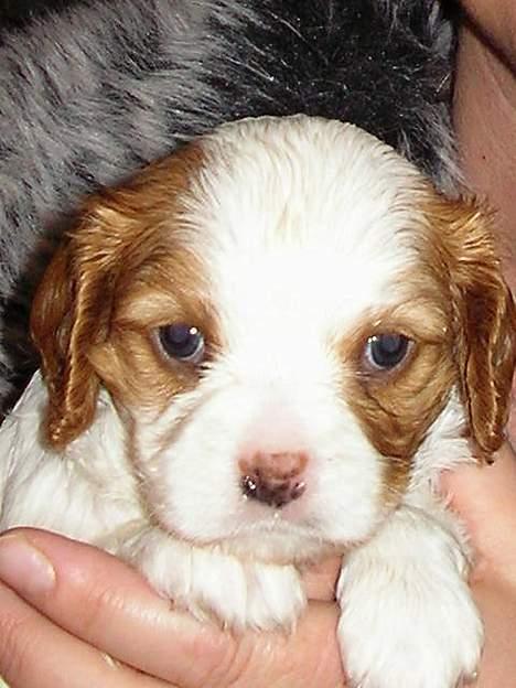 Cavalier king charles spaniel Birkedal´s TRILLE - Trille 5uger billede 2