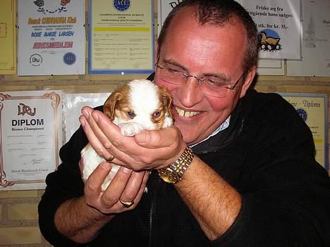 Cavalier king charles spaniel Birkedal´s TRILLE - Min nye far er rigtig glad for mig allerede! billede 4