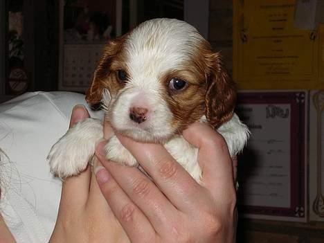Cavalier king charles spaniel Birkedal´s TRILLE - Det er lidt mærkeligt, de vil holde mig alle sammen. billede 5