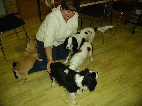 Cavalier king charles spaniel Birkedal´s TRILLE - Jan.2006 Vi er på besøg hos min hundemor Amanda, det er hende forest i billedet. billede 6