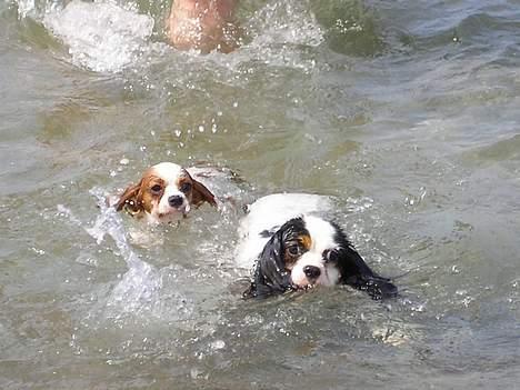 Cavalier king charles spaniel Birkedal´s TRILLE - Yes!!!! Det her er bare skønt, jeg svømmer sammen med Mollie. billede 7