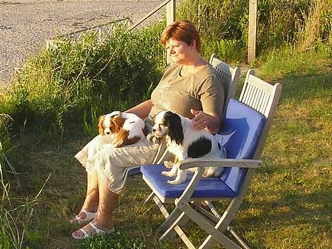 Cavalier king charles spaniel Birkedal´s TRILLE - Jeg hygger i solnedgangen med mor og Mollie. billede 8