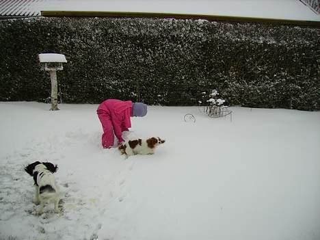 Cavalier king charles spaniel Birkedal´s TRILLE - Sjov i sneen med Mia og Mollie. billede 9