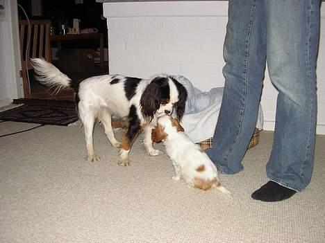 Cavalier king charles spaniel Birkedal´s TRILLE - Første gang jeg hilser på min nye ven Mollie. billede 10