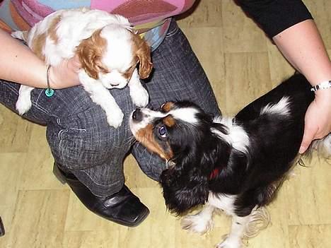Cavalier king charles spaniel Birkedal´s TRILLE - Nu er jeg 8uger, og skal sige farvel til min hundemor Amanda. billede 11