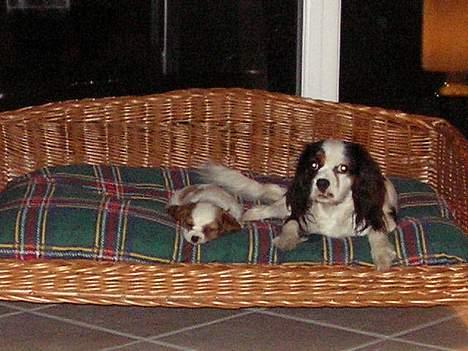 Cavalier king charles spaniel Birkedal´s TRILLE - Vi prøver vores nye hunde dobbeltseng. billede 12
