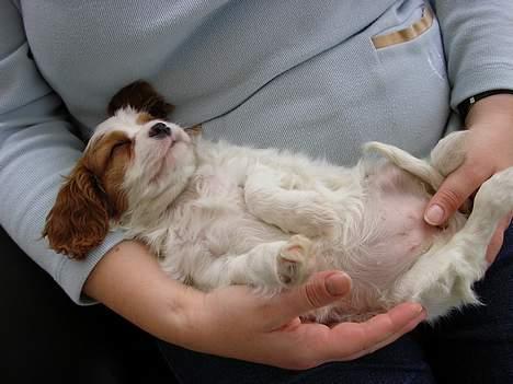 Cavalier king charles spaniel Birkedal´s TRILLE - Skønt med en slapper hos mor. billede 13