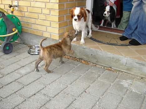 Cavalier king charles spaniel Birkedal´s TRILLE - Første gang jeg hilser på Nemo, han er lidt fræk. Nu er han min kæreste, en rigtig flot fyr. billede 14
