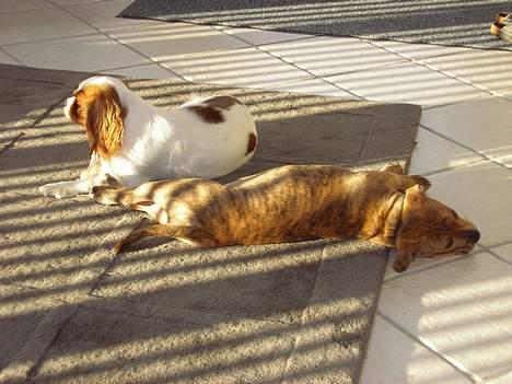Cavalier king charles spaniel Birkedal´s TRILLE - Vi tar en slapper i solen Nemo og jeg. billede 15