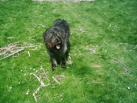 Blanding af racer Jensen - her er jeg jo.. billede 1