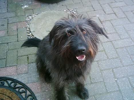 Blanding af racer Jensen - såå sød hankikker billede 2