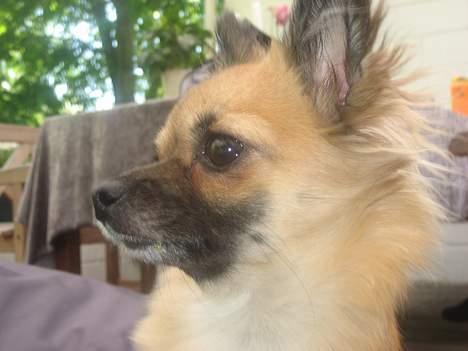 Chihuahua Chanel no. 5 - Chanel no. 5 billede 1