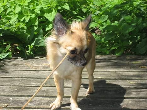 Chihuahua Chanel no. 5 - Chanel no. 5 billede 2