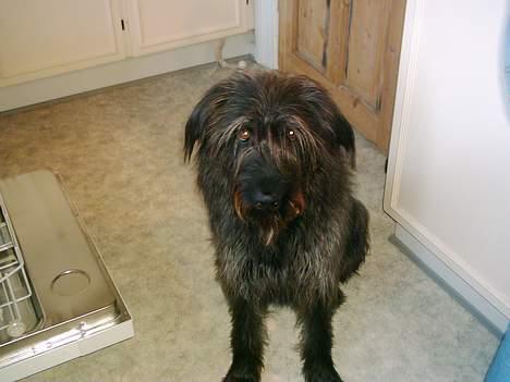 Blanding af racer Jensen billede 4