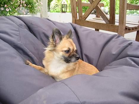 Chihuahua Chanel no. 5 - Chanel no. 5 billede 3