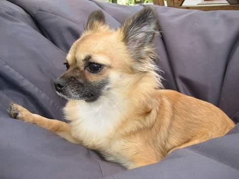 Chihuahua Chanel no. 5 - Chanel no. 5 billede 4