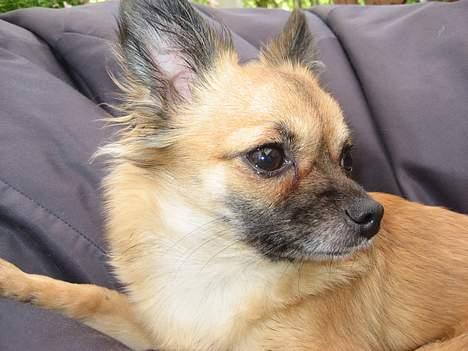 Chihuahua Chanel no. 5 - Chanel no. 5 billede 5