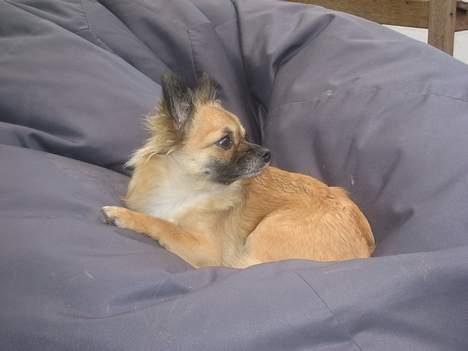 Chihuahua Chanel no. 5 - Chanel no. 5 billede 6