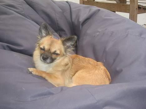 Chihuahua Chanel no. 5 - Chanel no. 5 billede 7