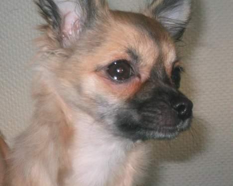 Chihuahua Chanel no. 5 - Chanel no. 5 billede 8