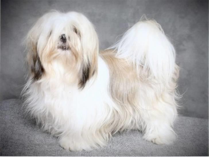 Lhasa apso cherí.. - tag mig op........ ;-) billede 1