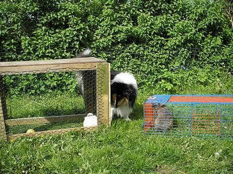 Collie langhåret Lucca   - jaaa, de små kaniner skal ikke slippe af sted med noget... Det er nemlig MIG, der bestemmer i den her have. billede 4