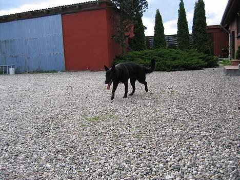 Schæferhund Tessi *død* - Hvor blev Fonzi af?? billede 3