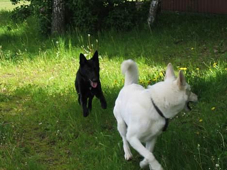 Schæferhund Tessi *død* - DER var han!! billede 4