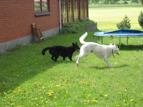 Schæferhund Tessi *død* - Du skal ned med nakken!! billede 5