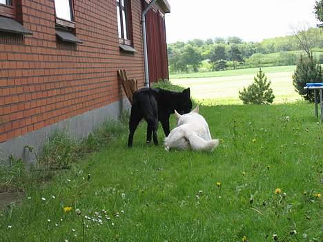 Schæferhund Tessi *død* - Er det et ben, du har der?? billede 6