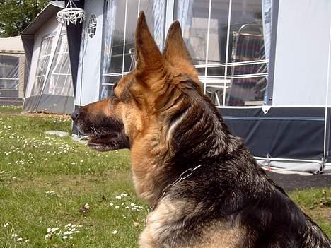 Schæferhund Sille (Zacho Rini) billede 2