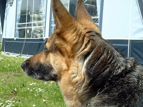 Schæferhund Sille (Zacho Rini) billede 3