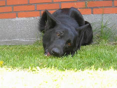 Schæferhund Tessi *død* - NamNam.. Det ben smager godt!! billede 7