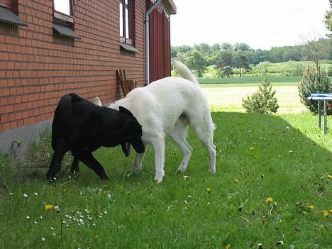 Schæferhund Tessi *død* - Skal du blive ved med at snuse mig bagi?? billede 8