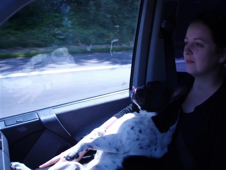 Fransk bulldog Harley - Ved ikke noget mere bedre end at sidde hos mor. billede 10