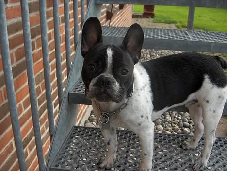 Fransk bulldog Harley - Hvad?? billede 11