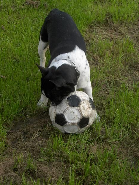 Fransk bulldog Harley - Kom så her. billede 12