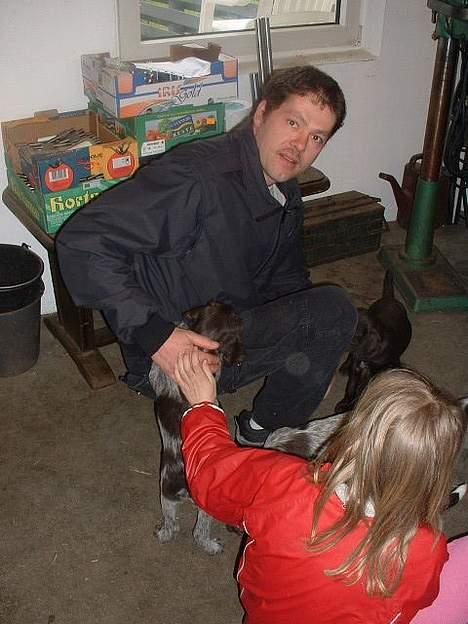 Ruhåret hønsehund Bella - Her er Bella med ryggen til som lille. Det er hende der man kan se bedst:D billede 3