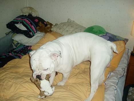 Amerikansk bulldog ozzy osbourne - ska jeg spise dig lille bamse billede 7