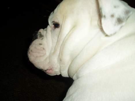 Amerikansk bulldog ozzy osbourne - følger du efter mig dumme dumme mor billede 8